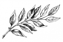 Sketch-of-Japanese-Laurel