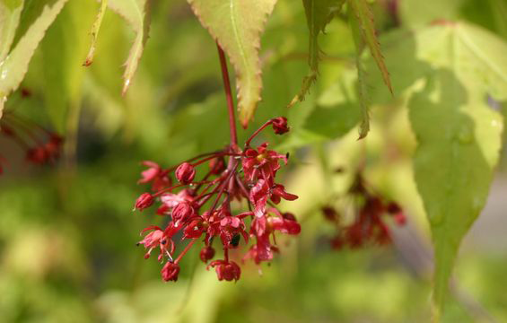 Flowers-of-Japanese-Maple-plant
