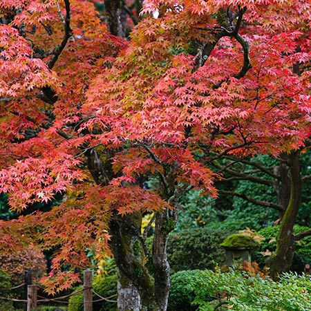 Japanese-Maple-growing-Wild