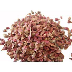 Seeds-of-Japanese-Maple