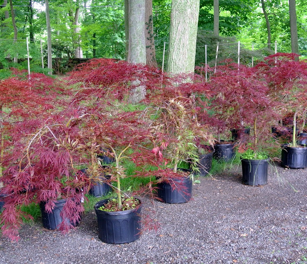 Small-Japanese-Maple-plant