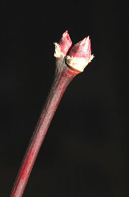 Twig-of-Japanese-Maple-plant