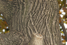 Bark-of-Japanese-Maple-plant