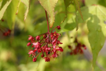 Flowers-of-Japanese-Maple-plant