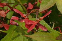 Fruit-of-Japanese-Maple