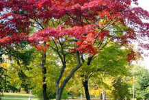 Japanese-Maple-Plant