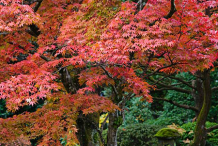 Japanese-Maple-growing-Wild