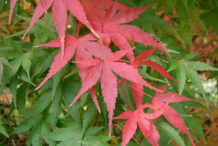 Leaves-during-Autumn