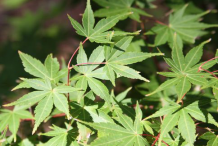 Leaves-during-Summer