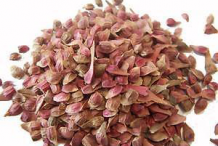 Seeds-of-Japanese-Maple