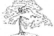 Sketch-of-Japanese-Maple
