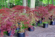 Small-Japanese-Maple-plant