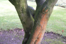 Trunk-of-Japanese-Maple-plant