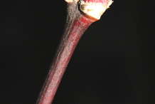 Twig-of-Japanese-Maple-plant