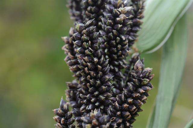 Closer-view-of-fruit-of-Japanese-millet