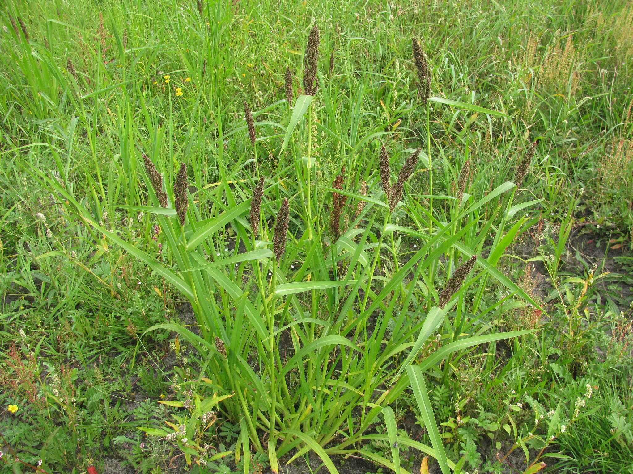 Japanese-millet-plant-growing-wild