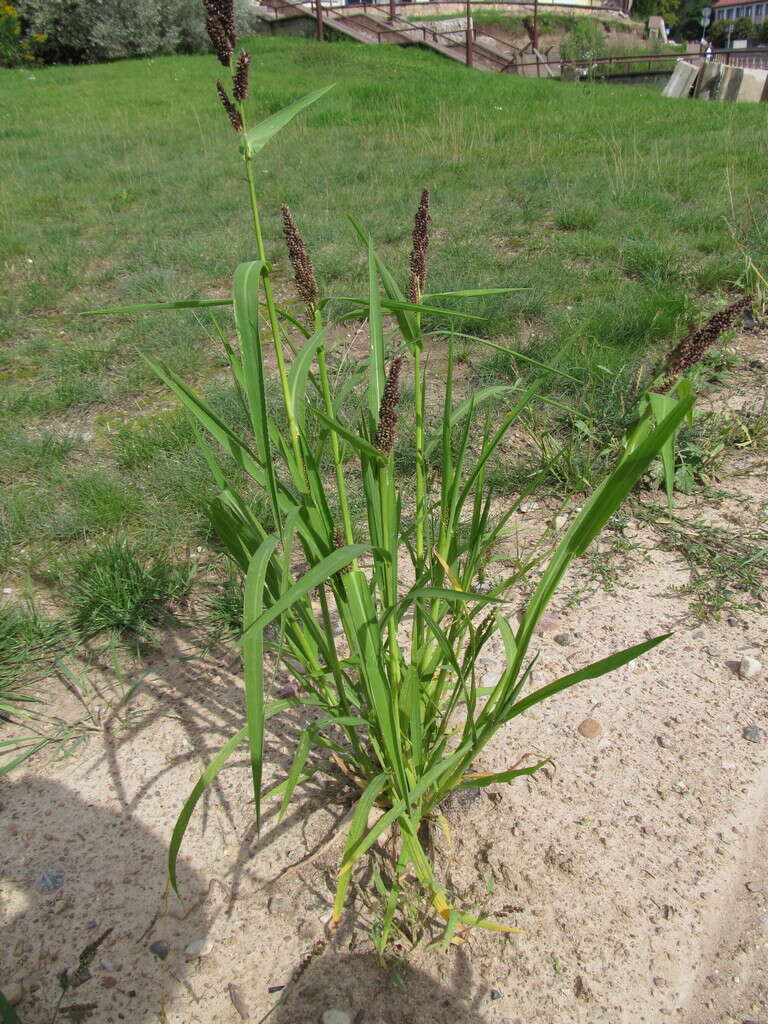 Japanese-millet-plant