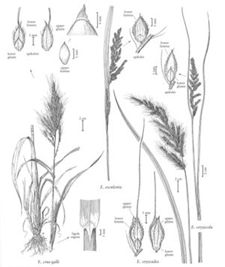 Plant-illustration-of-Japanese-millet