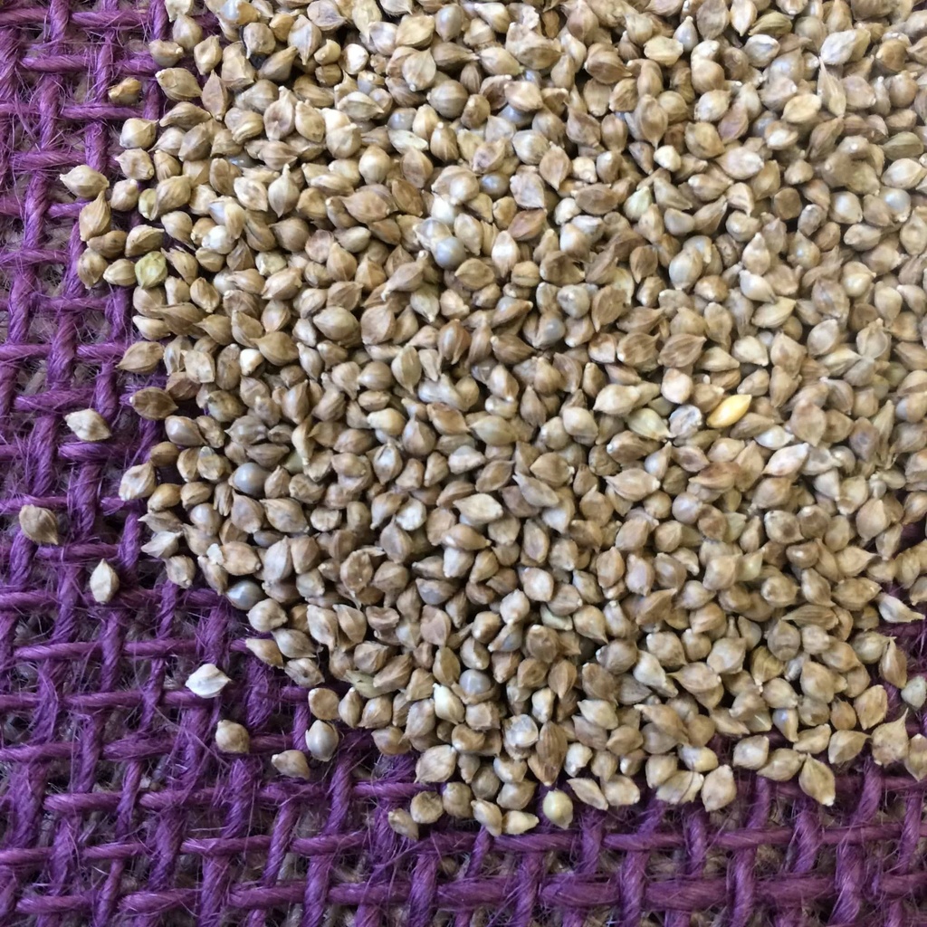 Seeds-of-Japanese-millet