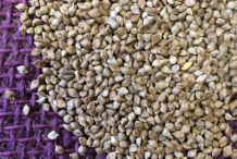 Seeds-of-Japanese-millet