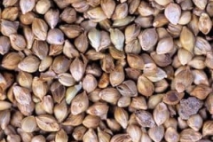Closer-view-of-seeds-of-Japanese-millet