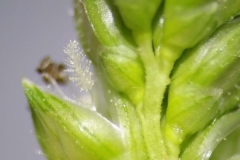 Closer-view-of-spikelets-of-Japanese-millet