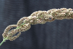 Inflorescence-of-Japanese-millet