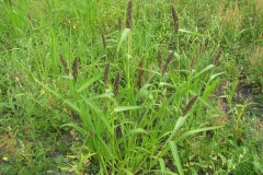 Japanese-millet-plant-growing-wild