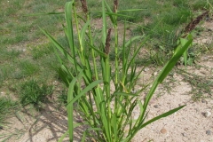 Japanese-millet-plant