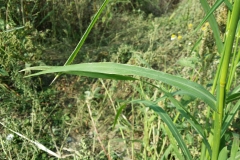Leaves-of-Japanese-millet