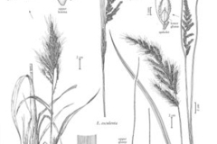 Plant-illustration-of-Japanese-millet