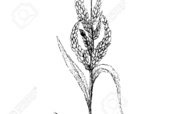 Sketch-of-Japanese-millet