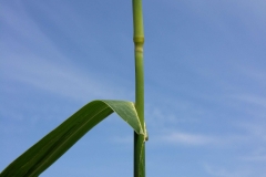 Stem-of-Japanese-millet