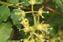 Flower-of-Japanese-pepper