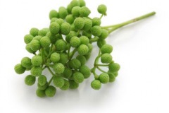Immature-fruits-of-Japanese-pepper
