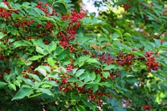 Japanese-pepper-Plant