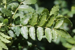 Leaves-of-Japanese-pepper