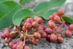 Mature-fruits-of-Japanese-pepper