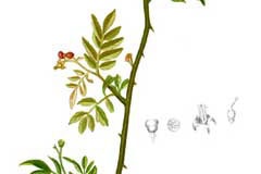 Plant-Illustration-of-Japanese-pepper