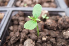 Sapling-of-Japanese-pepper