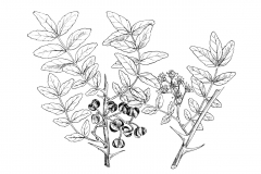 Sketch-of-Japanese-pepper
