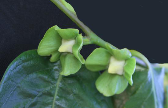 Japanese-Persimmon-flower-bud