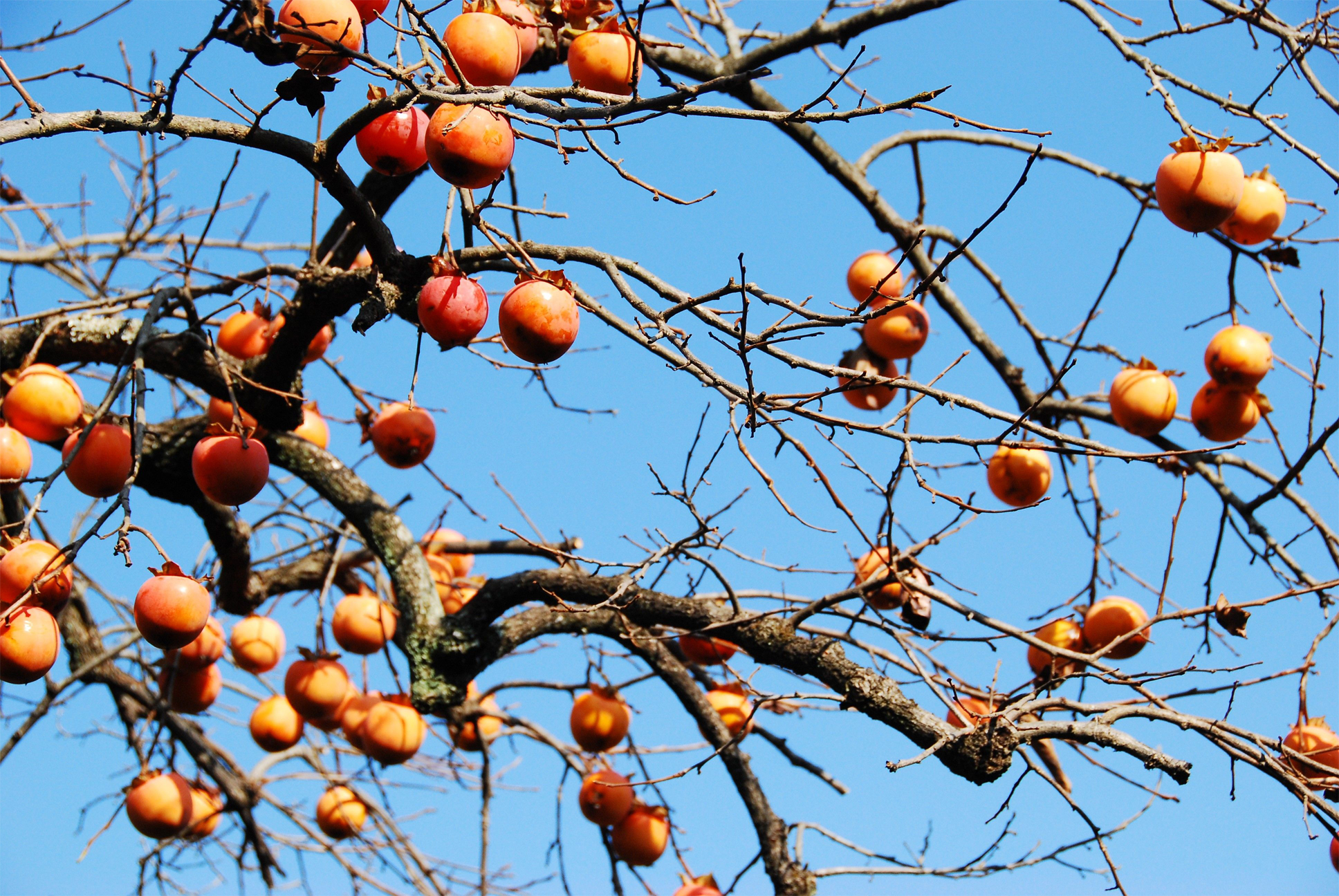 Japanese-Persimmon-fruits