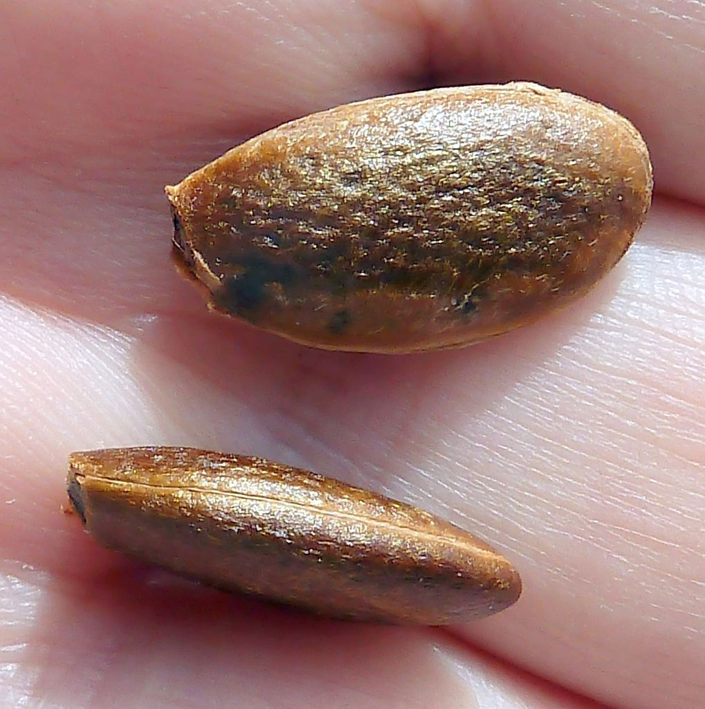 Japanese-Persimmon-seeds