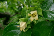 Close-view-of-Japanese-Persimmon-flower