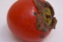 Close-view-of-Japanese-Persimmon-fruit
