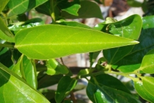 Japanese-Persimmon-Leaves