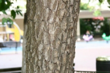 Japanese-Persimmon-bark