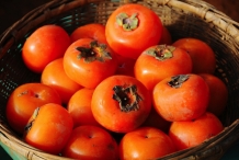 Japanese-Persimmon-collection
