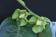 Japanese-Persimmon-flower-bud